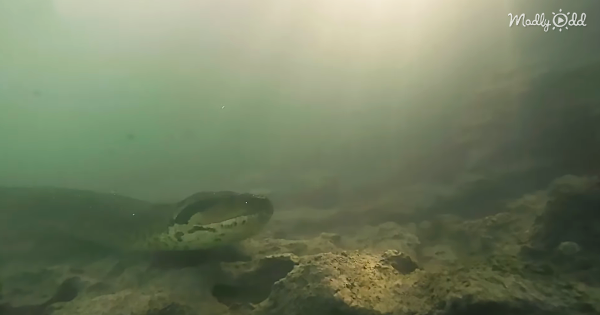 Intrepid Adventurer Films Underwater Encounter With Massive Anaconda