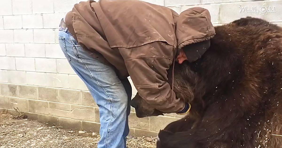 This poor bear has had a bad day. Watch his human friend comfort him when he’s down. 