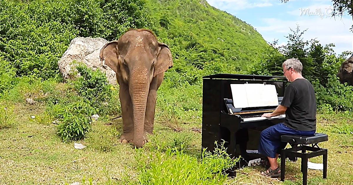 Lam Duan The Elephant Loves Listening to Bach