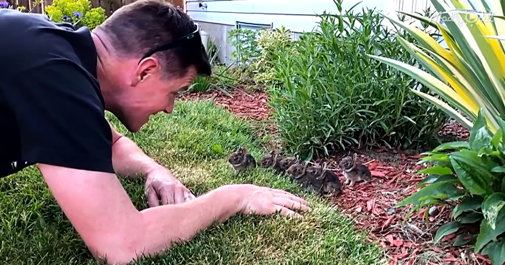 Man Charms 6 Baby Bunnies Into Being His Friends, And We&rsquo;re Dying From The Cute