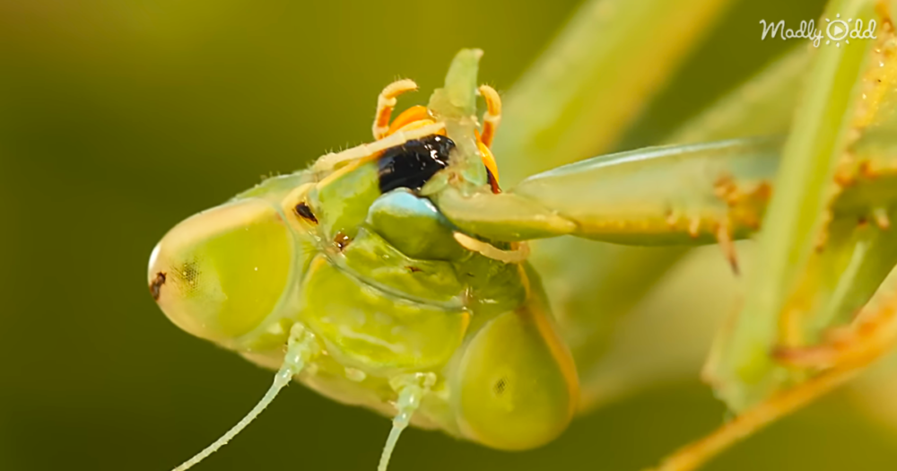 The Strange Love Practices of Praying Mantises