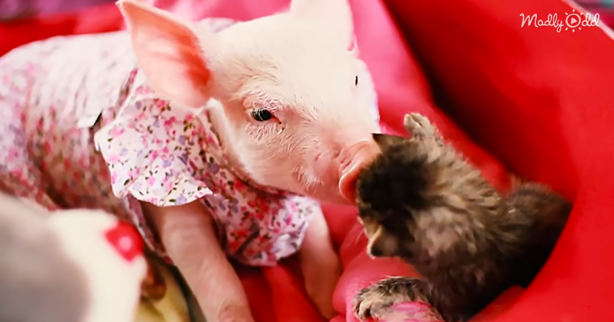 Rescue Piglet Befriends Orphaned Kitten And It’s The Sweetest Thing Ever