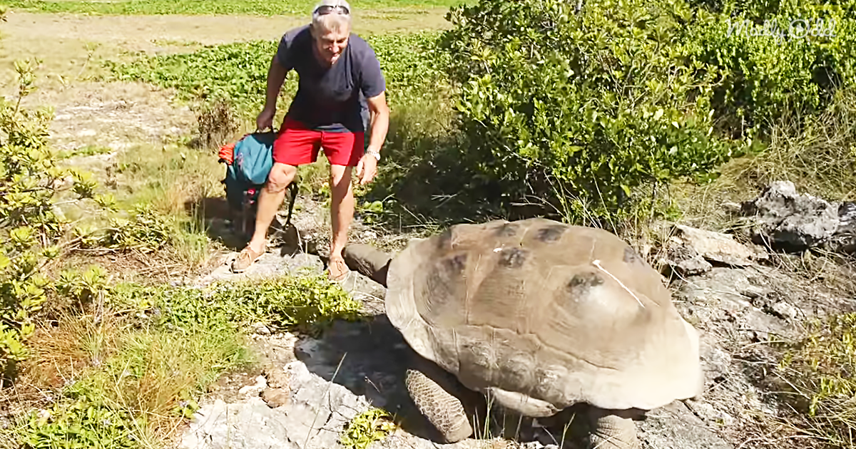 og1 Scientist Interrupts Mating Tortoises, Slowest Chase Ever Ensues