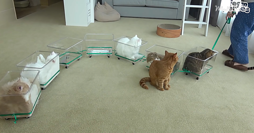This Seven-Car Cat Train Is The Cutest DIY Cat Toy Ever