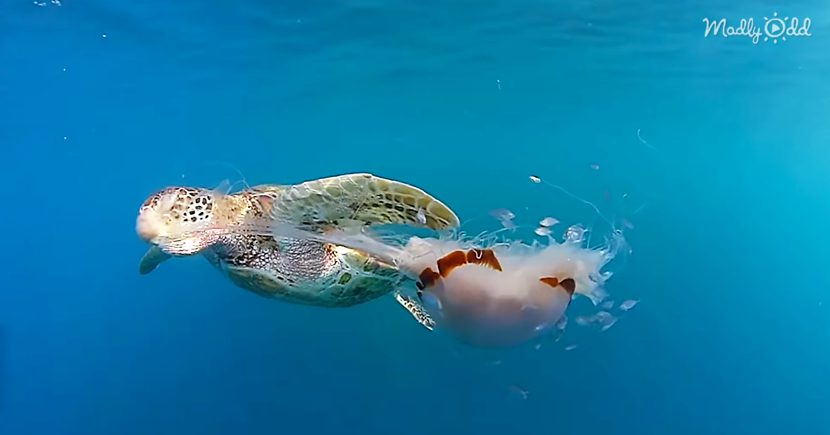 og1 Watch a Giant Sea Turtle Slurp Up A Jellyfish Like Spaghetti