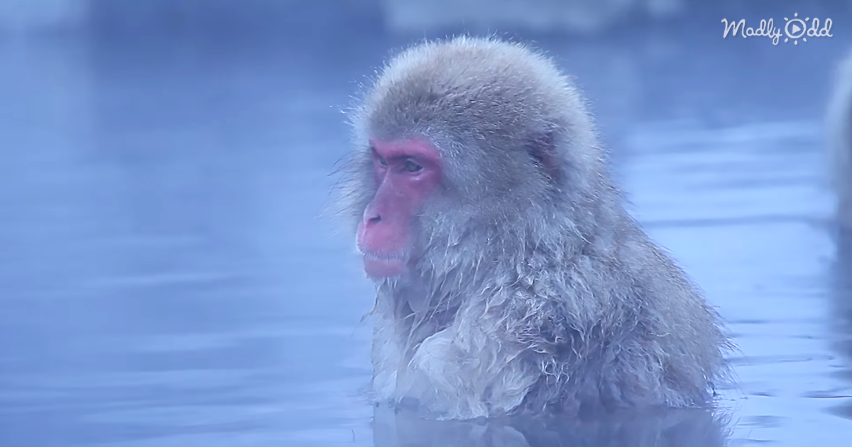 Let These Monkeys Help You Reach Your Zen