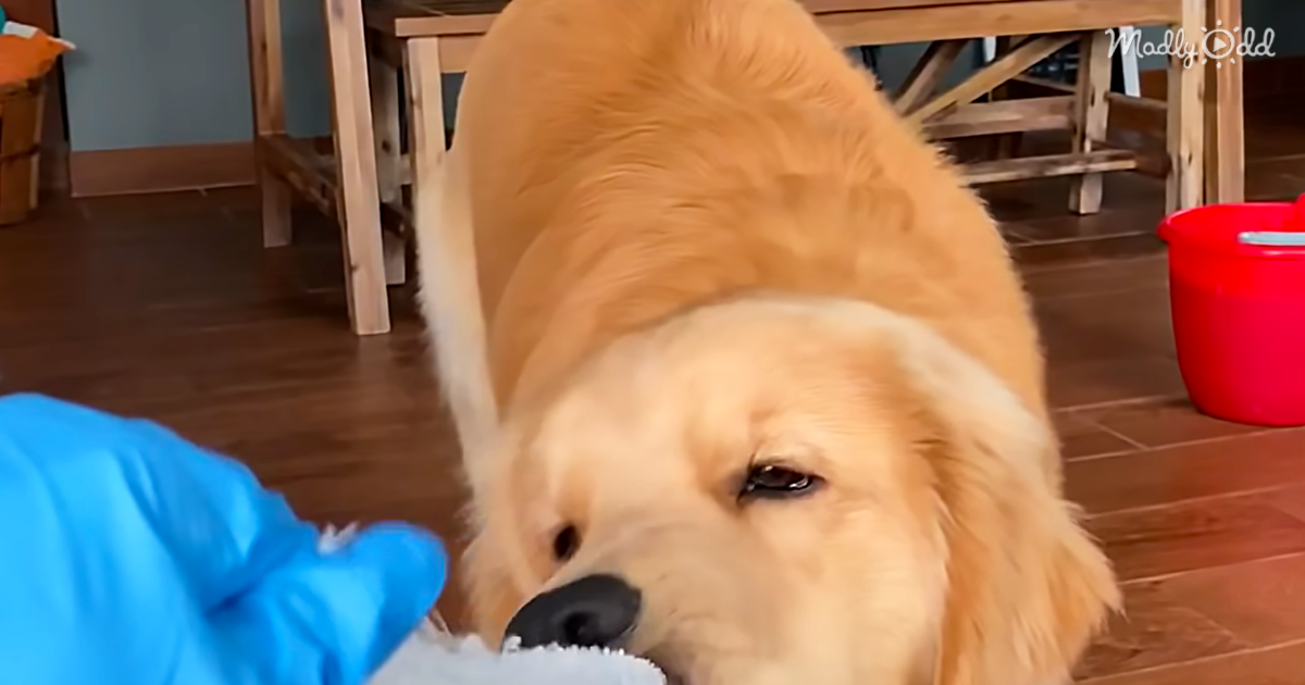 There's No Separating This Mischievous Golden Retriever From Mommy During Cleaning Time, He Even Tries To Help!
