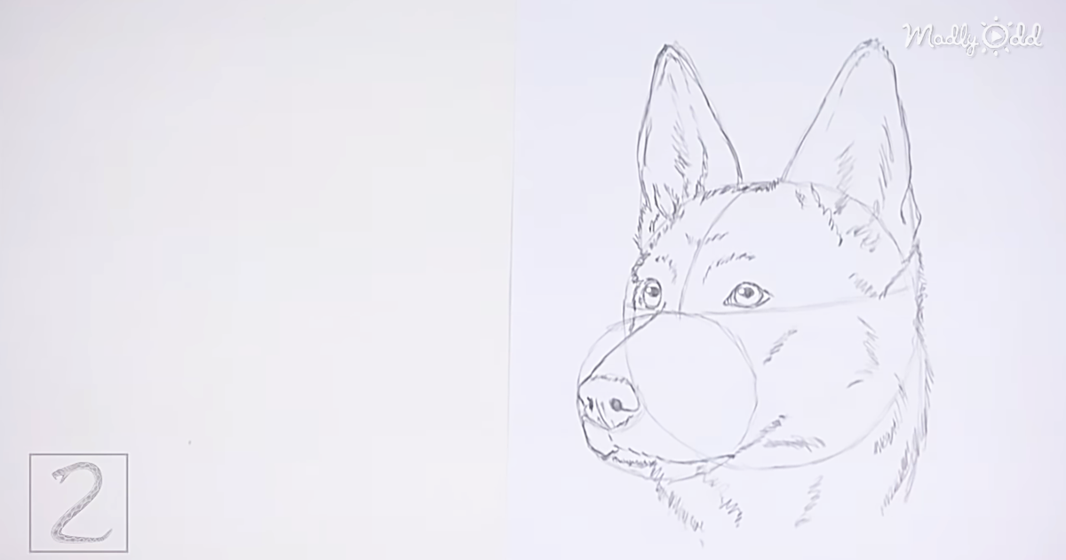 Learn How To Draw A German Shepherd