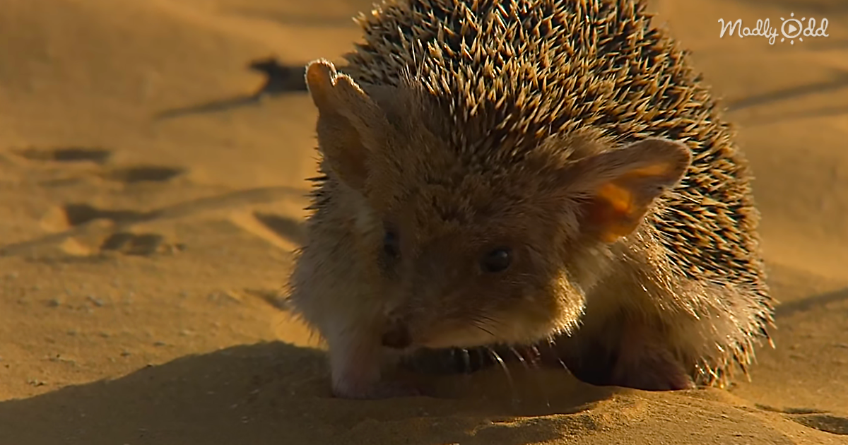 Brave Hedgehog Faces Down A Deadly Viper