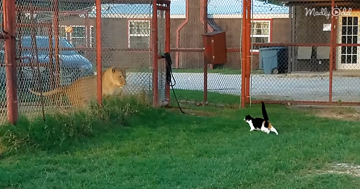 Brave Little Calico Cat Challenges Huge Lioness In Adorable Standoff