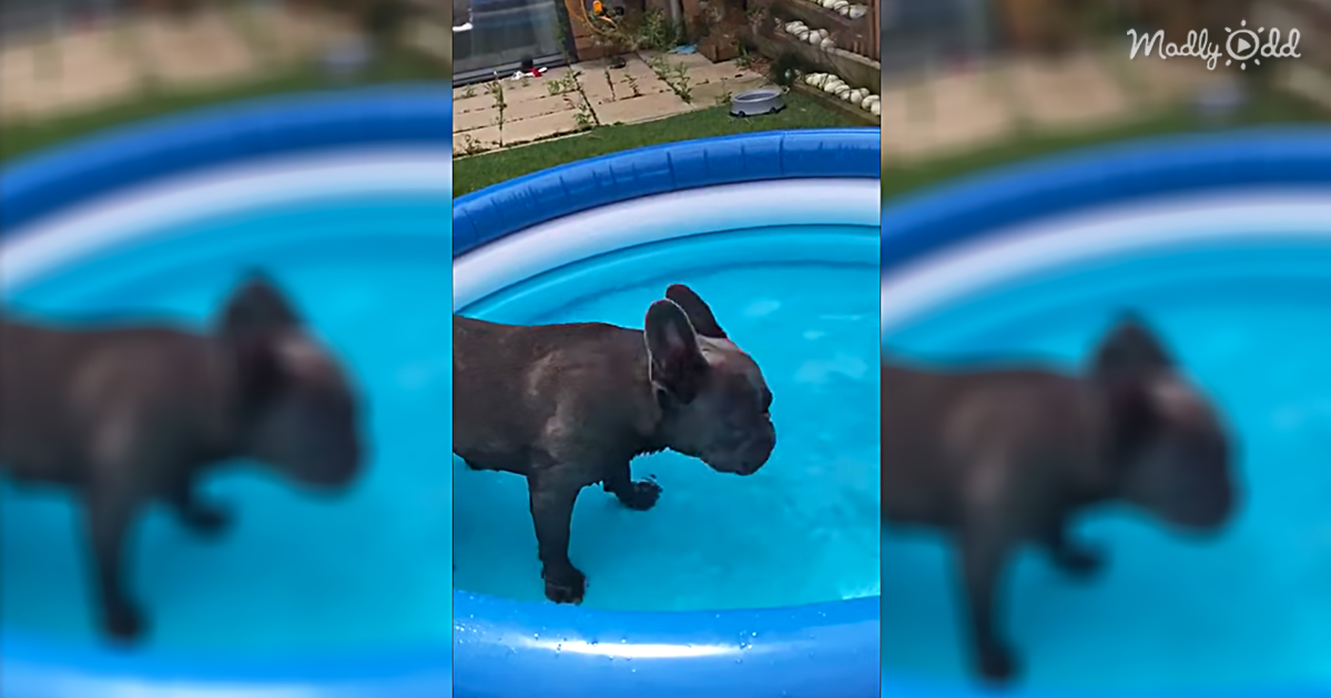 Jude The Frenchie Can’t Handle Getting Into The Pool, And We’re So With Him