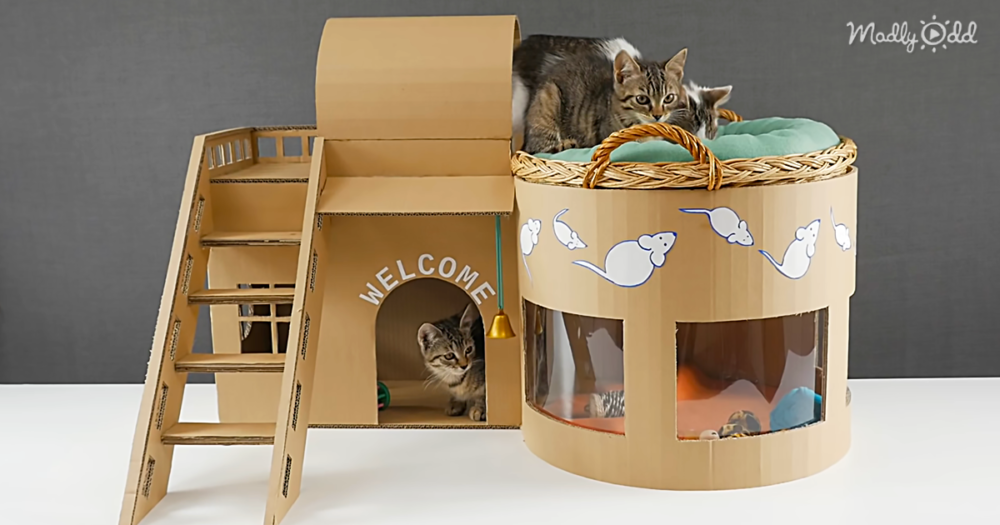 Do-It-Yourself Genius Makes a Mini-Mansion For His Kittens Out Of Cardboard