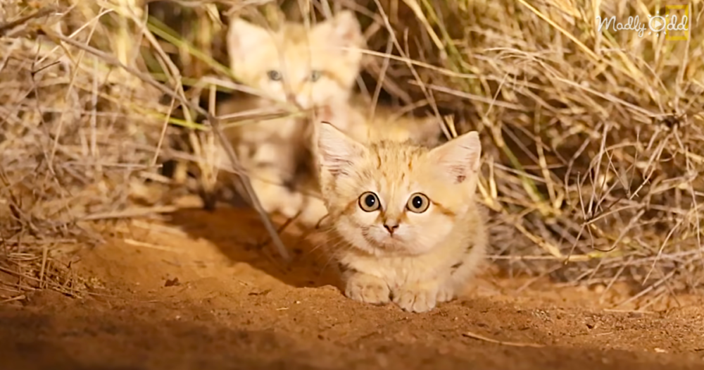 Super Cute And Hard to Spot Kittens Stare At Researchers