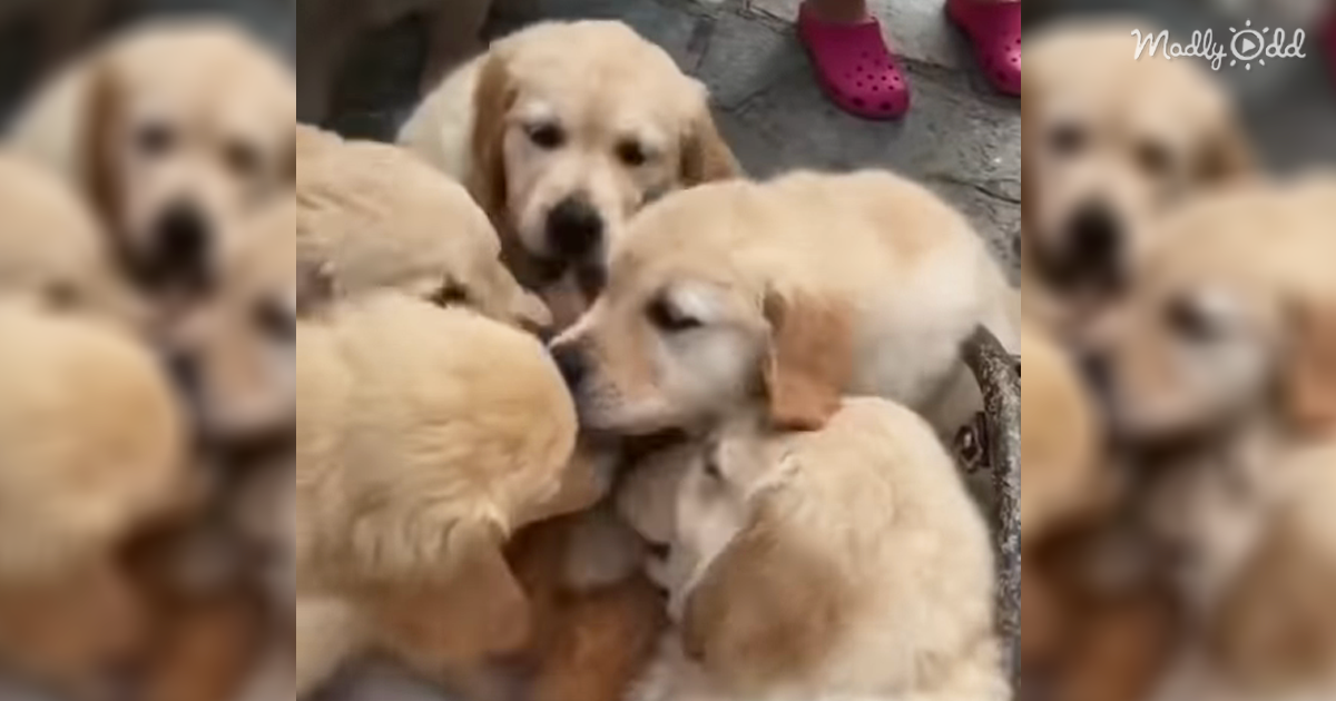 Pile Of Puppers Swarm Kiss A Kitteh