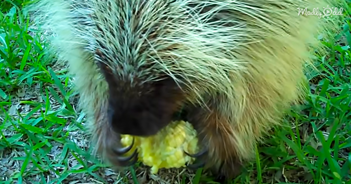 Teddy The Porcupine Gets Some Corn, But Throws The Cutest Fit When Asked To Share 
