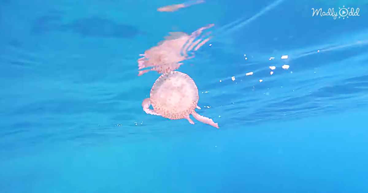 og2 Playful Jellyfish Goes for A Wild Ride After Wrapping Itself Around Bubble Ring