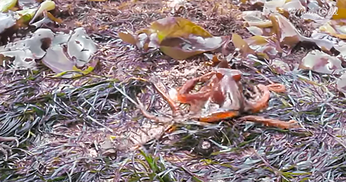 SuperFriendly Octopus Walks On Land To Give Humans A Strange Gift
