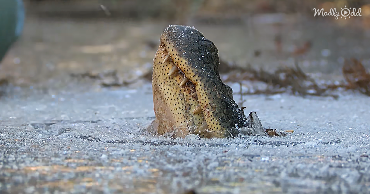 Brumating Alligators Stick Their Noses Up Through The Ice