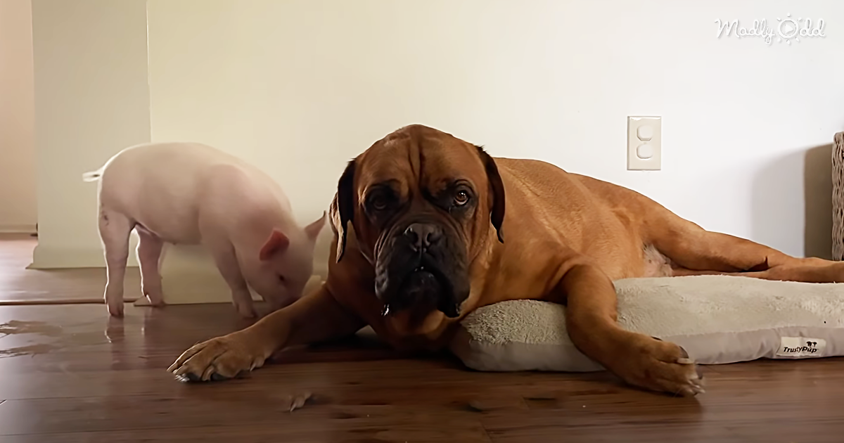 og2 Watch This 135 Pound Dog Fall in Love with a Tiny Piglet