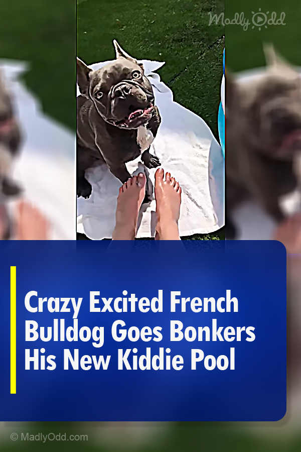 Crazy Excited French Bulldog Goes Bonkers His New Kiddie Pool