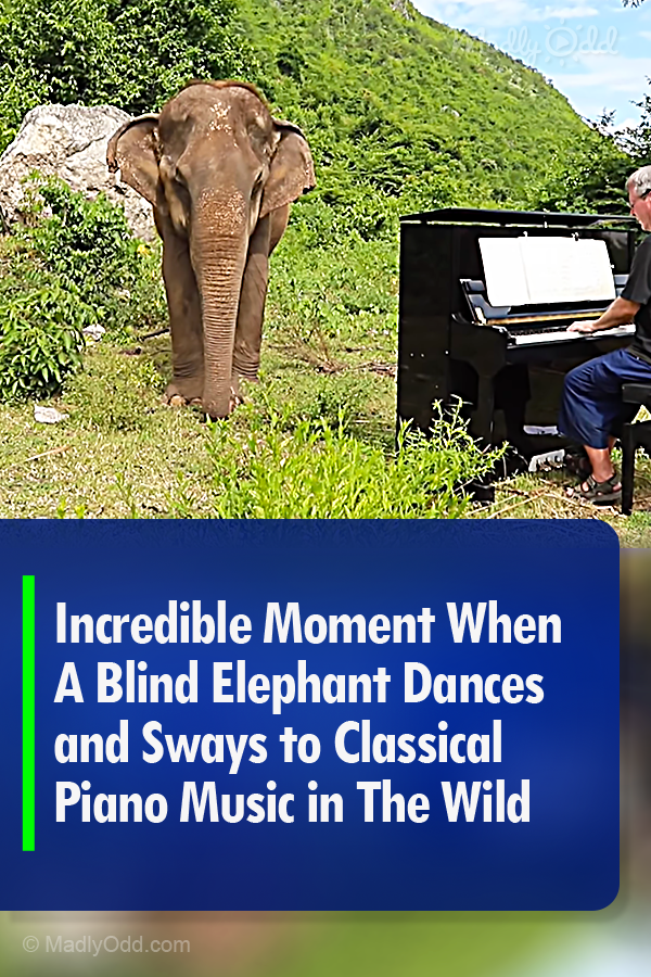 Incredible Moment When A Blind Elephant Dances and Sways to Classical Piano Music in The Wild