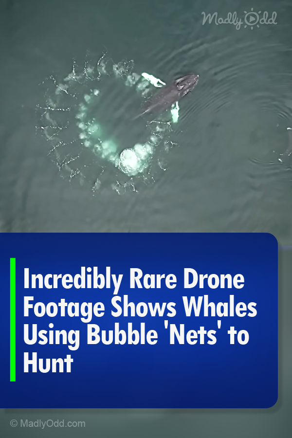 Incredibly Rare Drone Footage Shows Whales Using Bubble \'Nets\' to Hunt