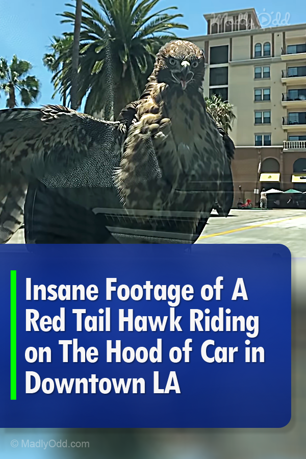Insane Footage of A Red Tail Hawk Riding on The Hood of Car in Downtown LA