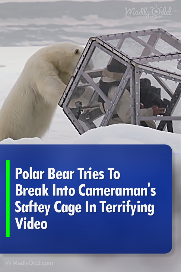 Polar Bear Tries To Break Into Cameraman\'s Saftey Cage In Terrifying Video