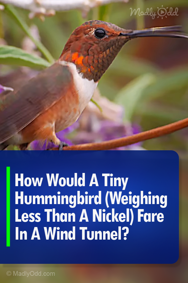 How Would A Tiny Hummingbird (Weighing Less Than A Nickel) Fare In A Wind Tunnel?