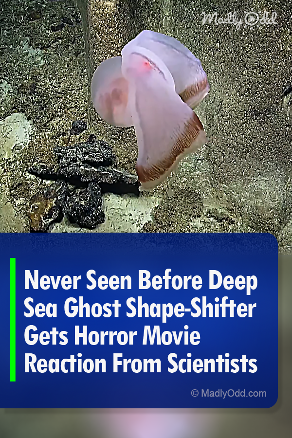 Never Seen Before Deep Sea Ghost Shape-Shifter Gets Horror Movie Reaction From Scientists