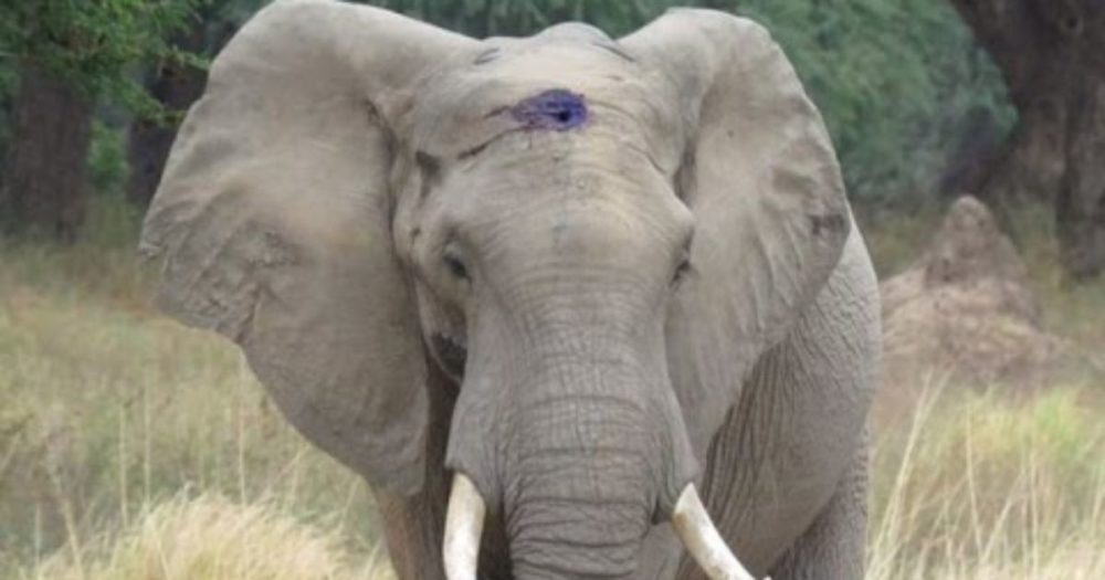 Poachers Shot This Elephant, But He Survived and Knew Where to Go For