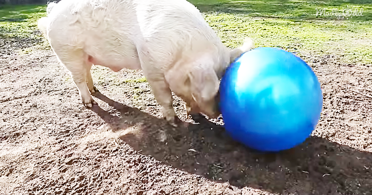 24612-OG2-Max-The-Pig-Gets-Elated-Then-Deflated-Over-His-New-Toy
