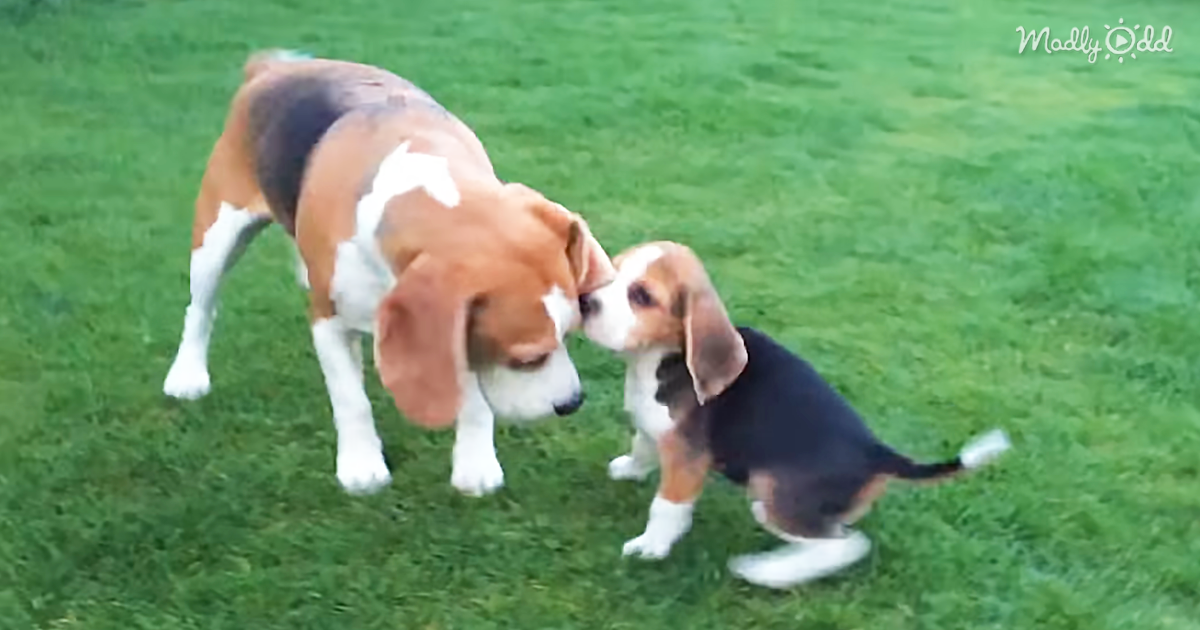 25038-OG1-Louie-The-Beagle-Meets-His-New-Sibling-And-It-Is-Pure-Puppy-Love