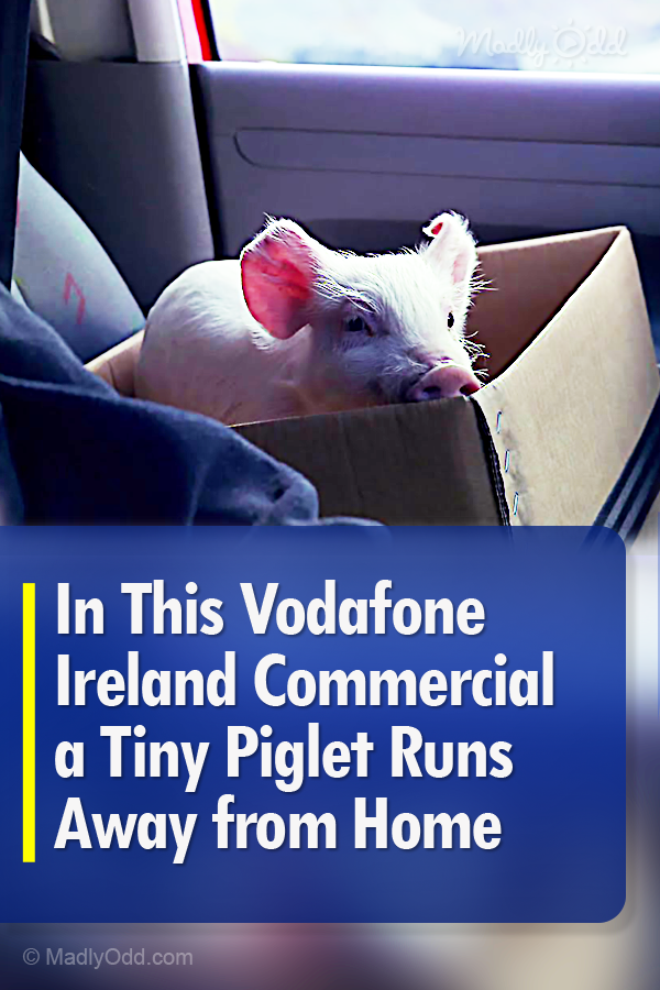 In This Vodafone Ireland Commercial a Tiny Piglet Runs Away from Home