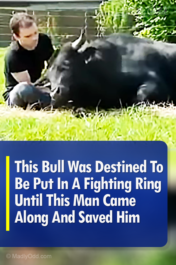 This Bull Was Destined To Be Put In A Fighting Ring Until This Man Came Along And Saved Him