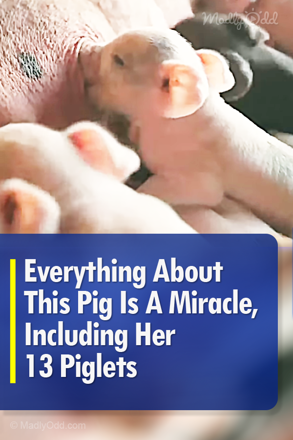 Everything About This Pig Is A Miracle, Including Her 13 Piglets