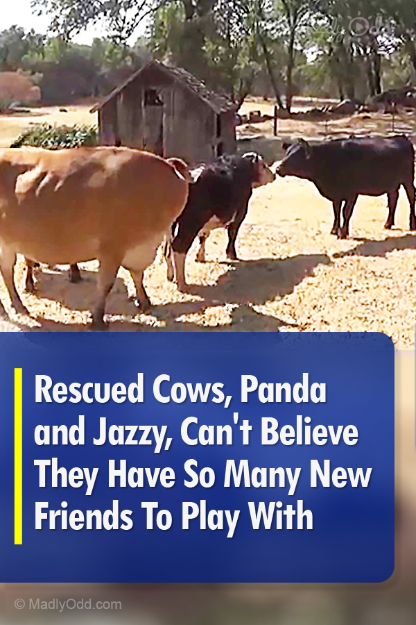 Rescued Cows, Panda and Jazzy, Can\'t Believe They Have So Many New Friends To Play With