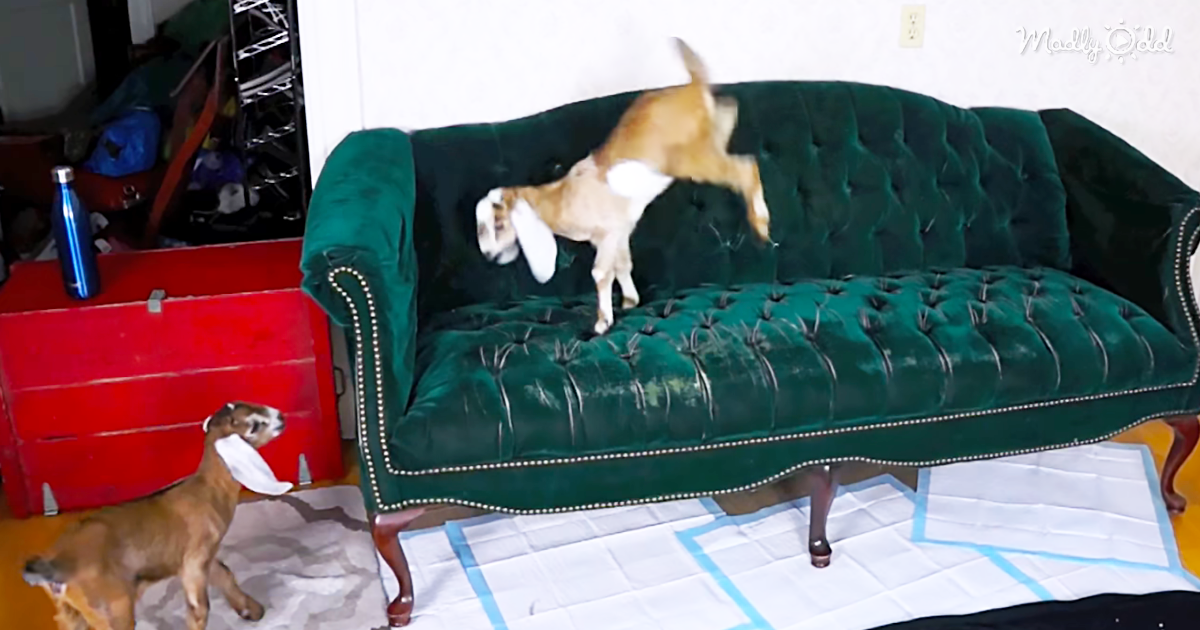 48001-OG1-Two-Baby-Goats-Attempt-To-Jump-Onto-Sofa-With-Predictably-Hilarious-Results