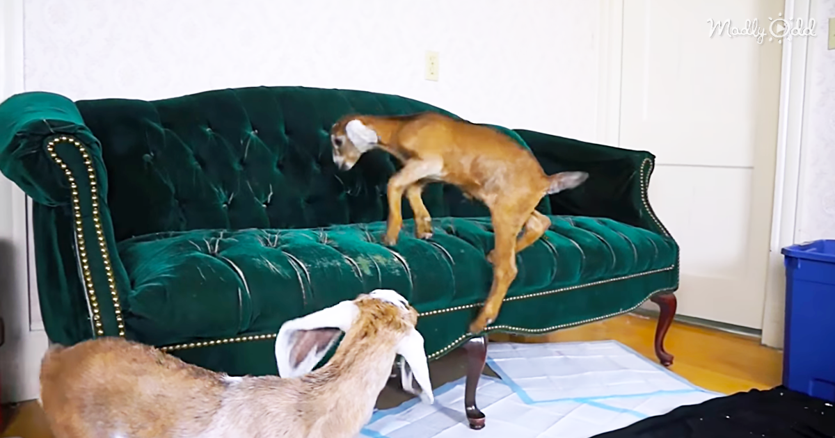 48001-OG2-Two-Baby-Goats-Attempt-To-Jump-Onto-Sofa-With-Predictably-Hilarious-Results