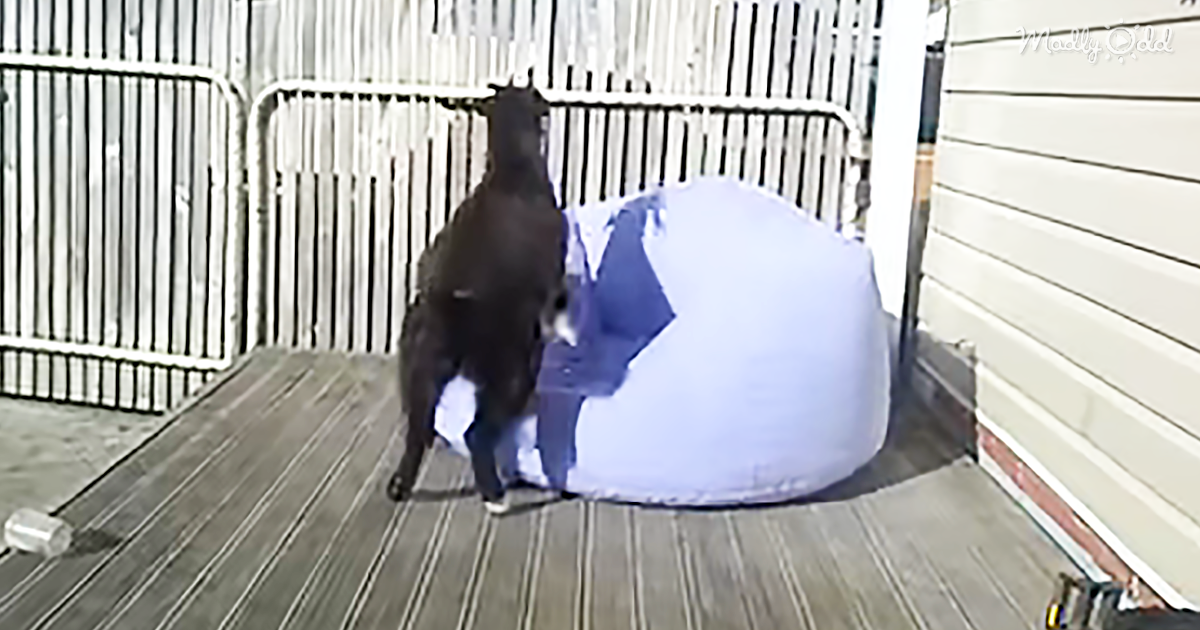 4894-OG1-Goats-Can-Balance-On-Nearly-Everything-Beanbag-Chairs-Appear-To-Be-An-Exception