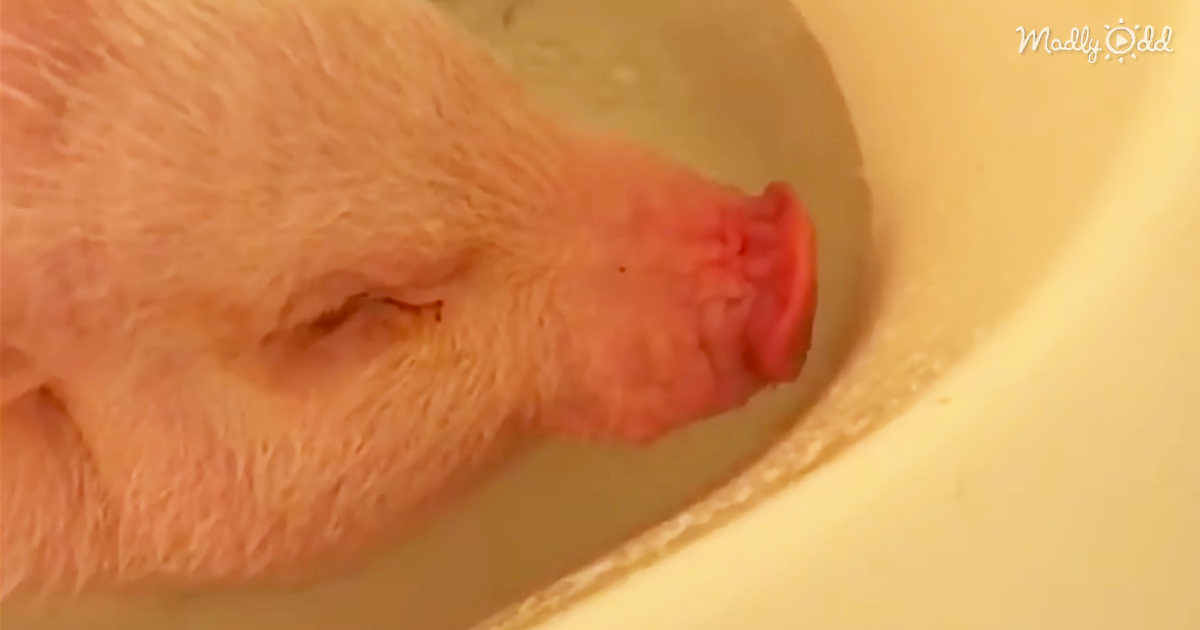 49210-OG3-Pickle-The-Mini-Pig-Is-The-Sweetest-Of-The-Bunch-When-Blowing-Bubbles-In-The-Bath
