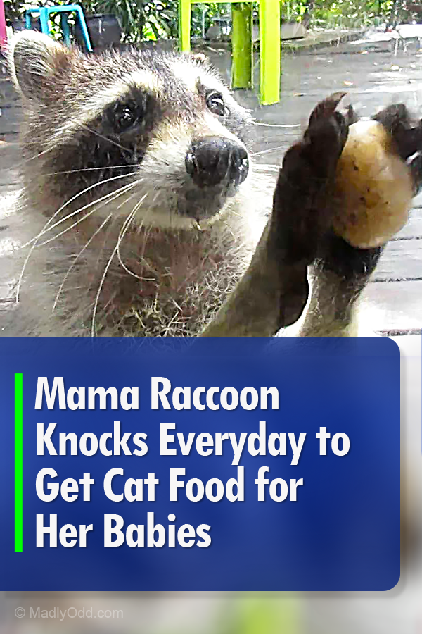 Mama Raccoon Knocks Everyday to Get Cat Food for Her Babies
