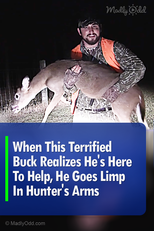 When This Terrified Buck Realizes He\'s Here To Help, He Goes Limp In Hunter\'s Arms