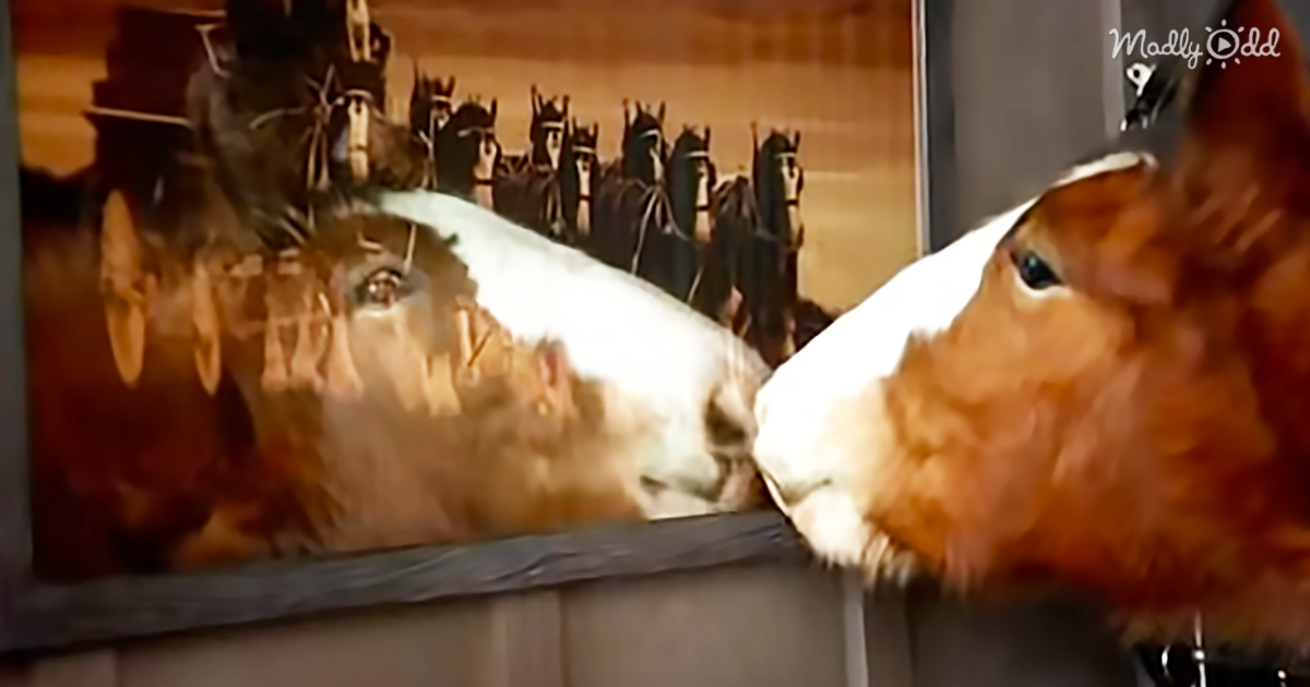 59793-OG1-Young-Clydesdale-Has-The-Biggest-Of-Dreams-In-2006-Super-Bowl-Commercial