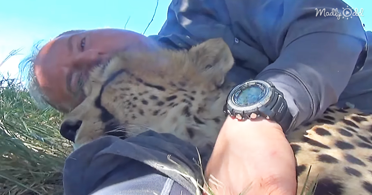 62295-OG3-This-Man-Settles-In-Under-a-Tree-For-An-Afternoon-Nap-And-is-Soon-Joined-By-a-Cheetah