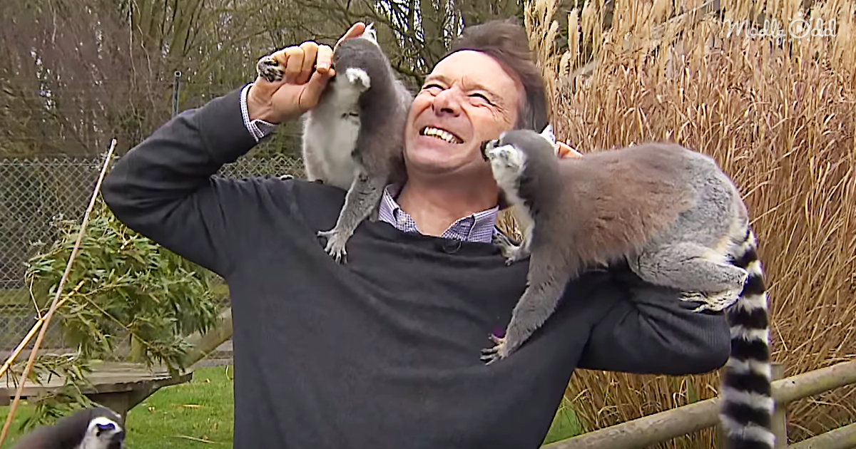 68543-OG3-BBC-Reporter-Struggles-To-Get-His-Report-Made-As-He-Is-Surrounded-By-Leaping-Lemurs
