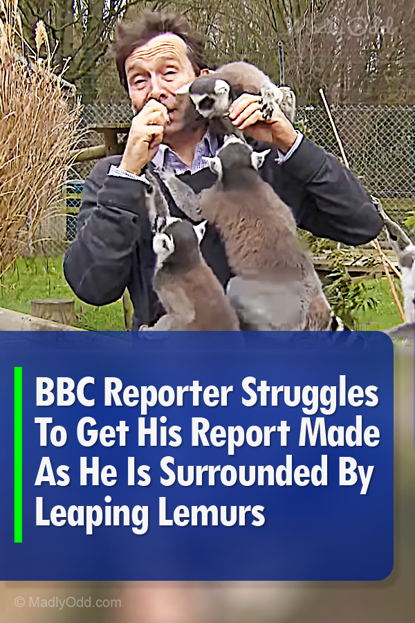 BBC Reporter Struggles To Get His Report Made As He Is Surrounded By Leaping Lemurs
