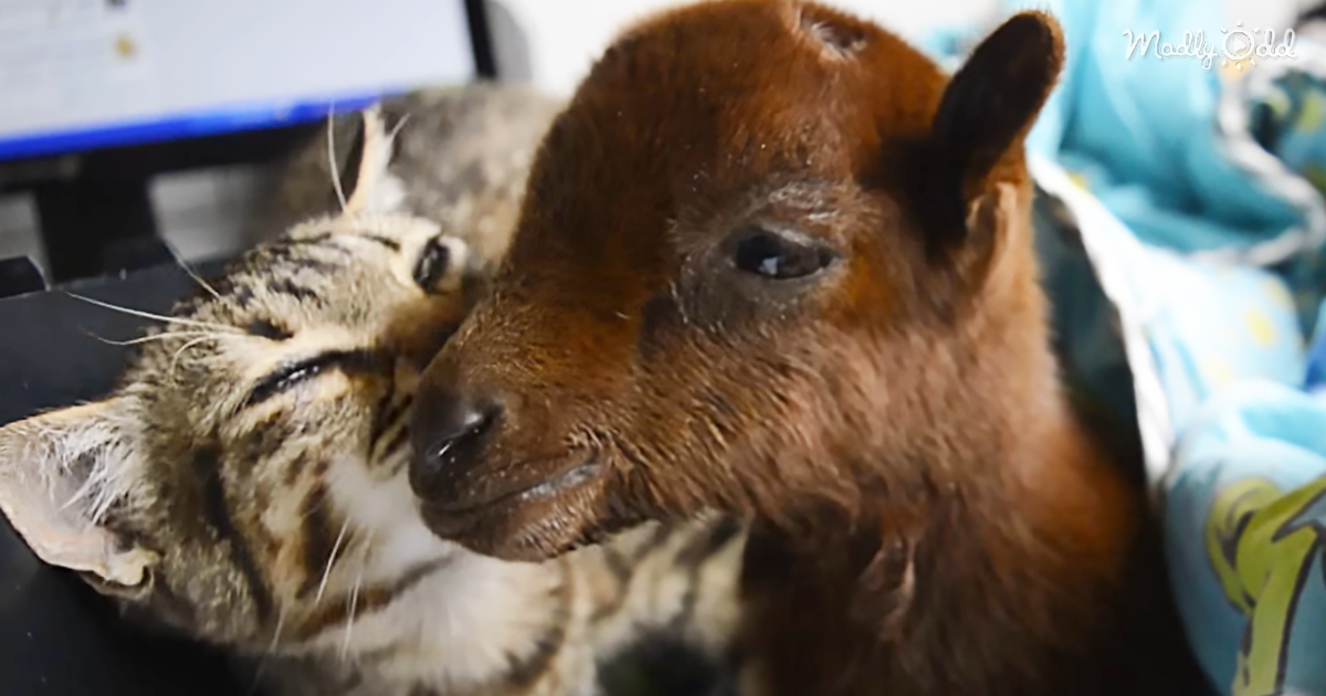 7367-OG3-Cody-the-Rescue-Cat-Really-Wants-His-Rescued-Baby-Goat-Buddy-to-Get-Well-Quickly