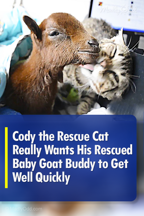 Cody the Rescue Cat Really Wants His Rescued Baby Goat Buddy to Get Well Quickly