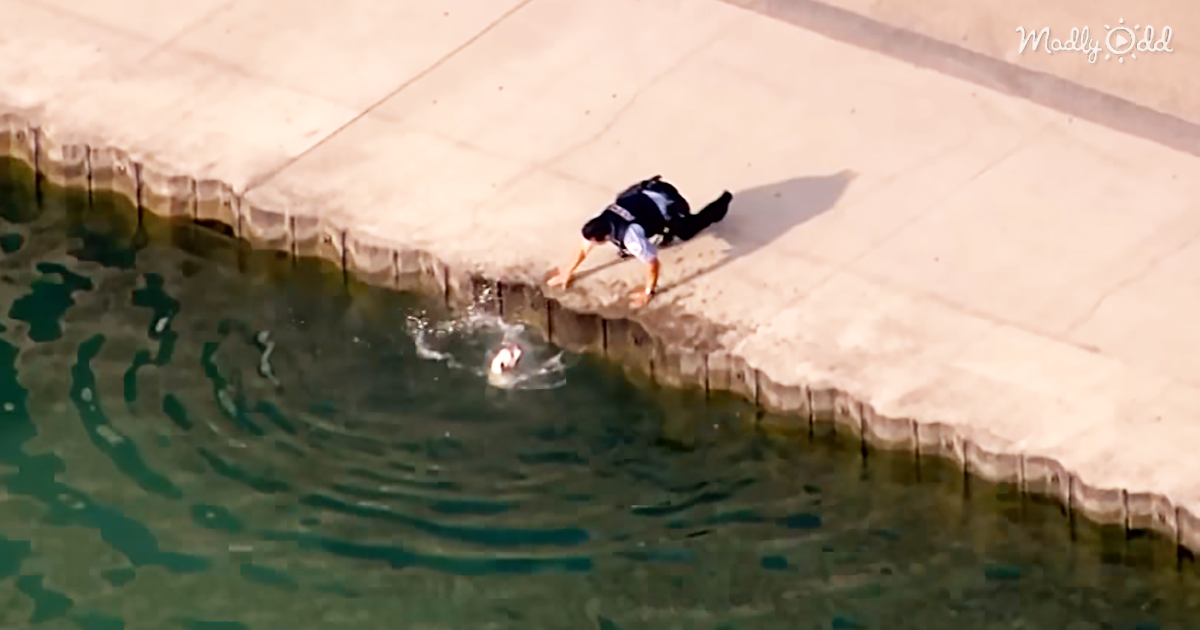 80777-OG1-Helicopter-Captures-Footage-of-Rookie-Police-Officer-As-He-Rescues-Pooch-Who-Fell-in-The-River
